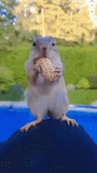 Squirrel Eating Nuts