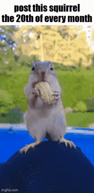Squirrel Eating Peanut On Rock Post This Squirrel The 20Th Of Every Month GIF