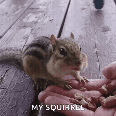 Squirrel Eating Peanuts From Hand GIF