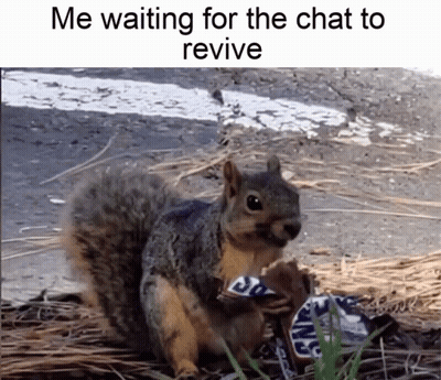 Squirrel Eating Snickers Bar Waiting for Chat to Revive