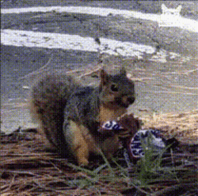 Squirrel Eating Snickers Candy Bar GIF
