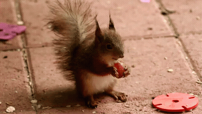 Squirrel Eating Strawberry Next To Red Disc GIF