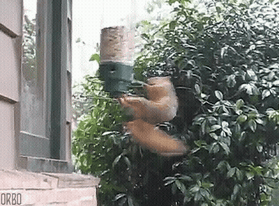 Squirrel Flying Towards Bird Feeder GIF