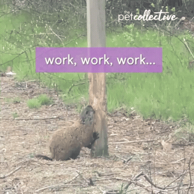 Squirrel Gnawing Tree Stump Work Work Work GIF