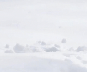 Squirrel Hide In Snow GIF