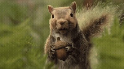 Squirrel Holding Acorn Saying Jugg GIF