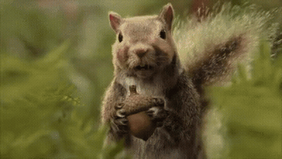 Squirrel Holding Acorn With Word Jugg GIF