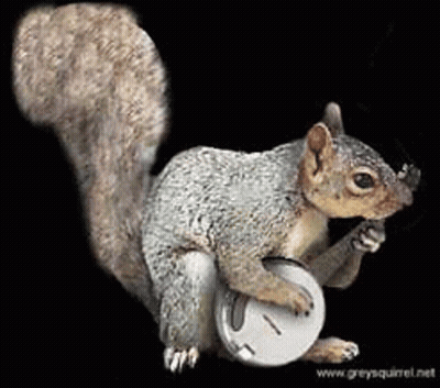 Squirrel Holding Banjo Smoking Cigarette GIF