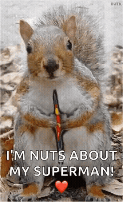 Squirrel Holding Bow And Arrow GIF
