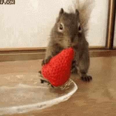 Squirrel Holding Strawberry In Mouth GIF