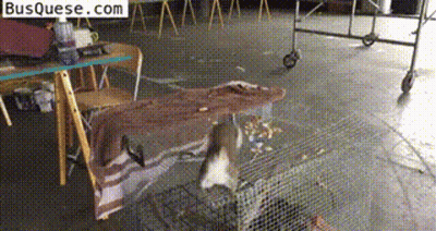 Squirrel In A Cage With Busquese.com GIF
