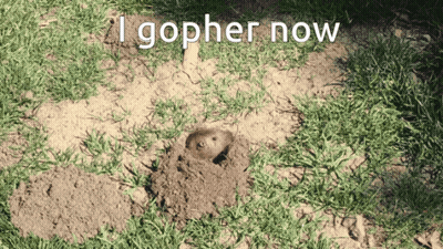 Squirrel In A Hole Saying I Gopher Now GIF