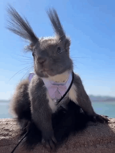 Squirrel In Bow Tie Sitting On Rock GIF