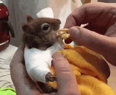 Squirrel In Chef Hat Held By Person GIF