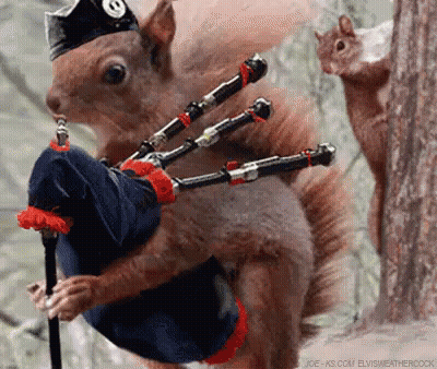 Squirrel In Hat Playing Bagpipe As Another Watches GIF
