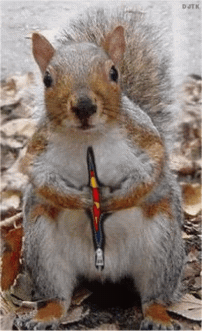 Squirrel In Superhero Costume Holding Zipper In Mouth GIF
