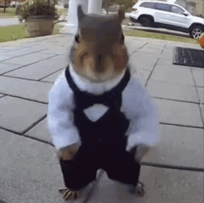 Squirrel In Tuxedo And Bow Tie GIF