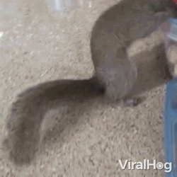 Squirrel Inside The Nut Box GIF