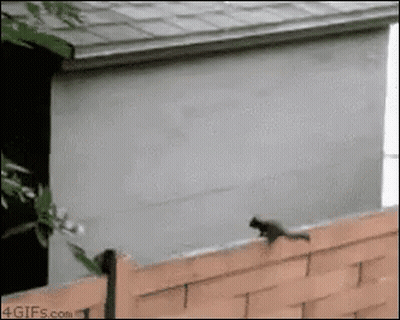 Squirrel Jumping Over Brick Fence In Front Of House GIF