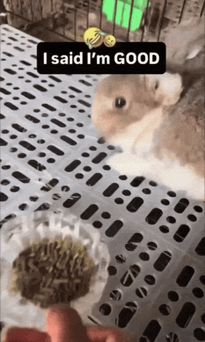 Squirrel Looking At Bowl Saying I Said I'm Good GIF