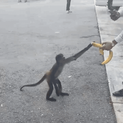 Squirrel Looking At Camera Blue Sky GIF