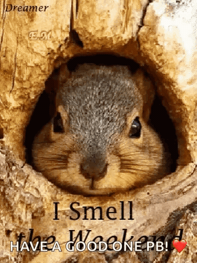 Squirrel Looking Out Of Tree Hole GIF