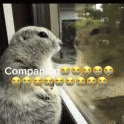 Squirrel Looking Out Window Crying GIF