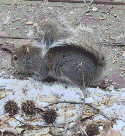 Squirrel Lying On Ground With Spread Tail GIF