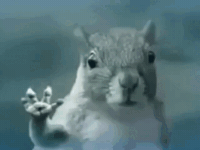 Squirrel Making Funny Face Through Window GIF