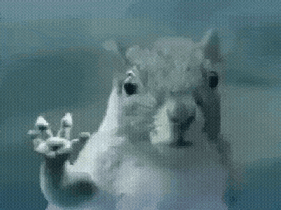Squirrel Making Peace Sign In Front Of Glass Door GIF
