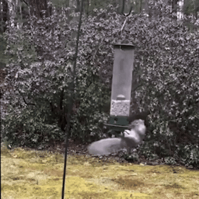 Squirrel Next To Bird Feeder GIF