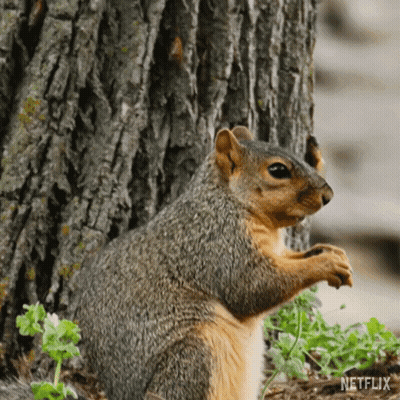 Squirrel Next To Tree With Netflix Logo GIF