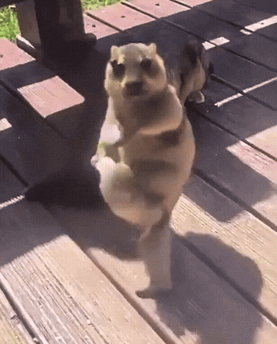 Squirrel On Hind Legs On Wood Deck GIF
