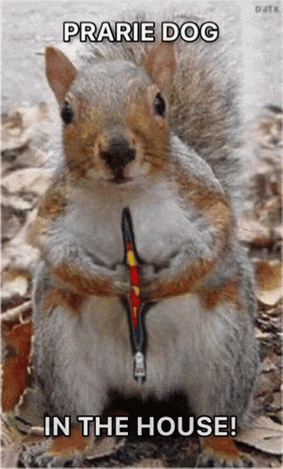 Squirrel On Leash Prairie Dog In The House GIF