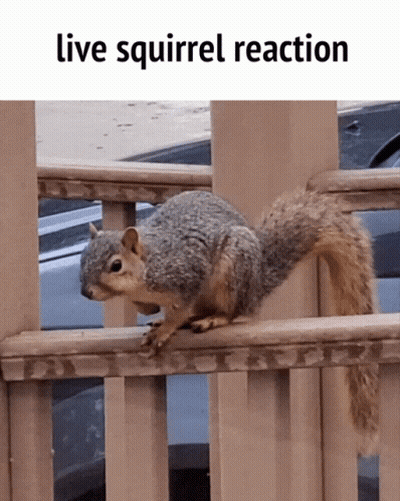 Squirrel On Railing Live Squirrel Reaction GIF