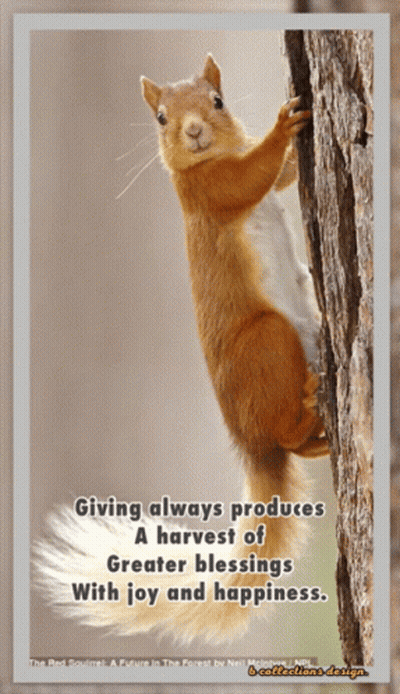 Squirrel On Tree With Quote Giving Always Produces Harvest Of Greater Blessings GIF