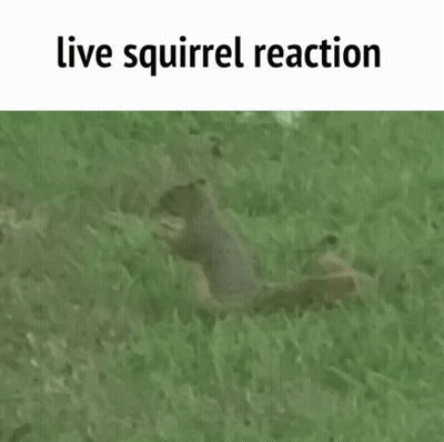 Squirrel Playing Guitar And Cheerleader With Pom Poms GIF