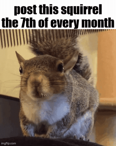 Squirrel Post This Squirrel The 7Th Of Every Month GIF