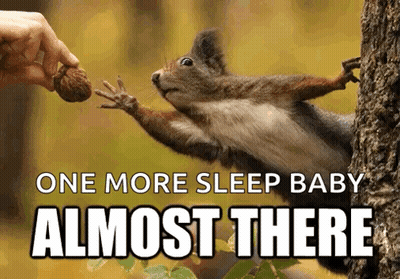 Squirrel Reaching For Nut One More Sleep Baby Almost There GIF
