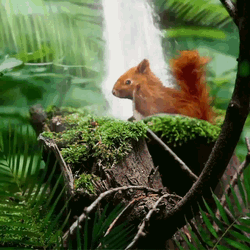 Squirrel Rodent GIF