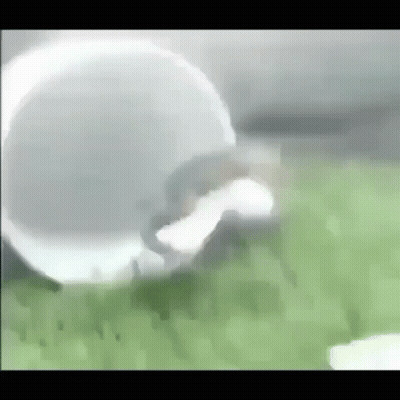 Squirrel Rolling In Grass With White Ball GIF