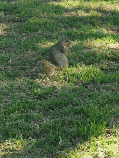 Squirrel Sitting In Grass Looking At Camera GIF