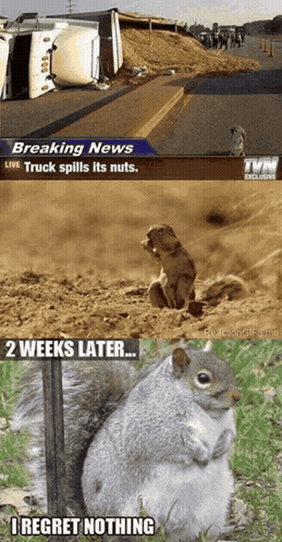 Squirrel Sitting Next To Breaking News GIF