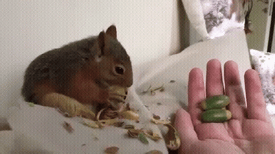 Squirrel Sitting On Bed Next To Hand Holding Nuts GIF