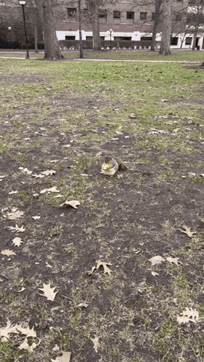Squirrel Sitting On Ground In Park With Leaves GIF