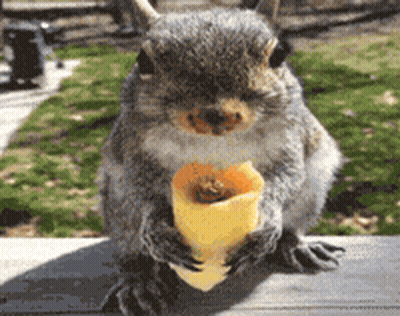 Squirrel Sitting On Ledge Eating Food Cone GIF