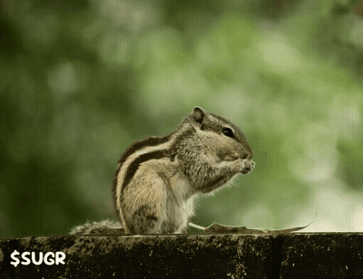 Squirrel Sitting On Ledge With Green Background $ Sugr GIF