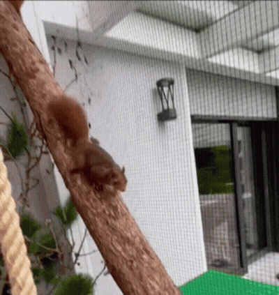 Squirrel Sitting On Tree Branch In Front Of House GIF