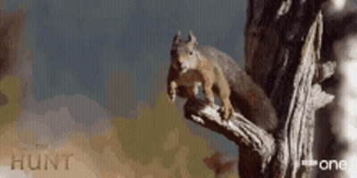 Squirrel Sitting On Tree Branch Saying Hunt GIF