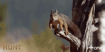 Squirrel Sitting On Tree Branch Saying Hunt GIF